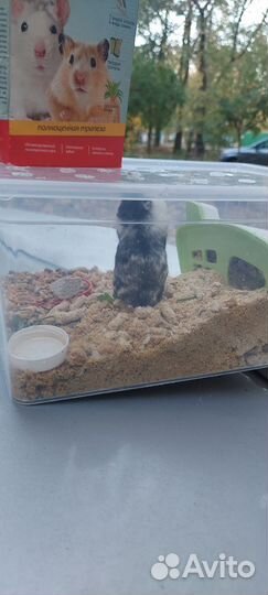 Хомяк Кэмпбелла с домиком