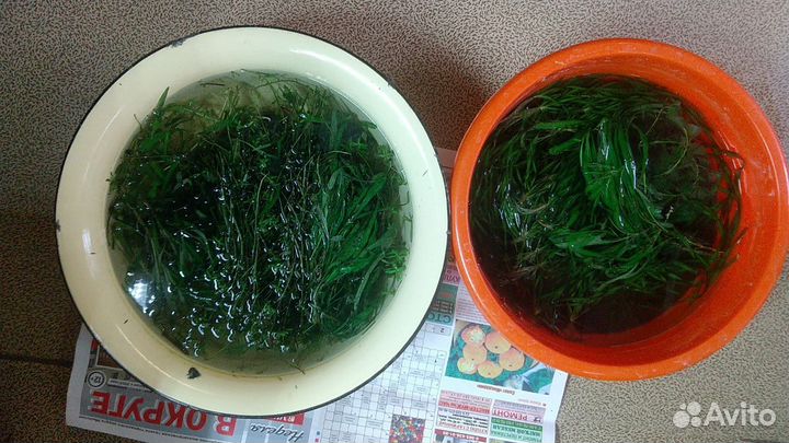 Прополка растений, обмен