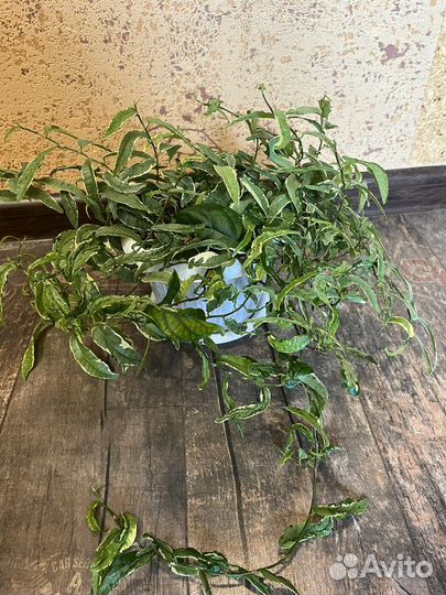 Фикус сагитата мутабилис