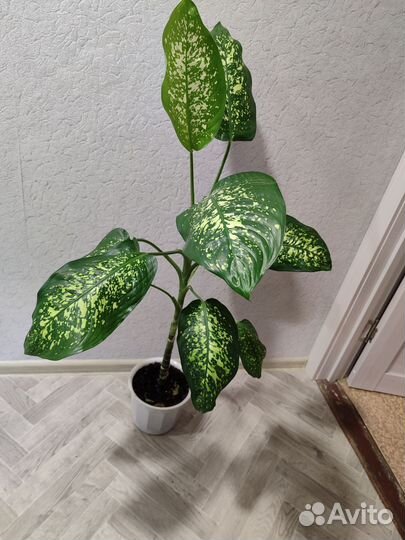 Диффенбахия с горшком