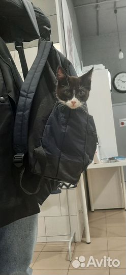 Жужа кото-ребенок