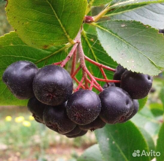 Черноплодная рябина саженцы