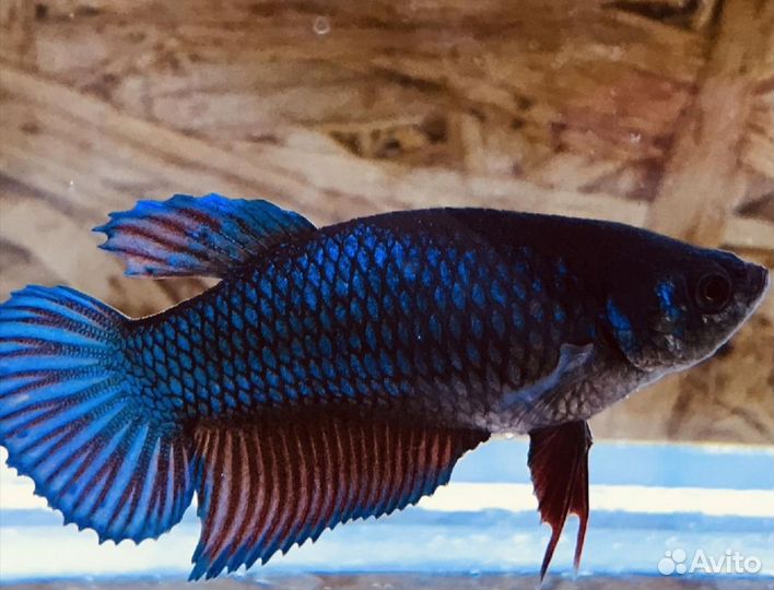 Аквариумные рыбки петушок
