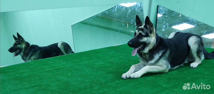 Почасовая аренда спортивного зала для собак