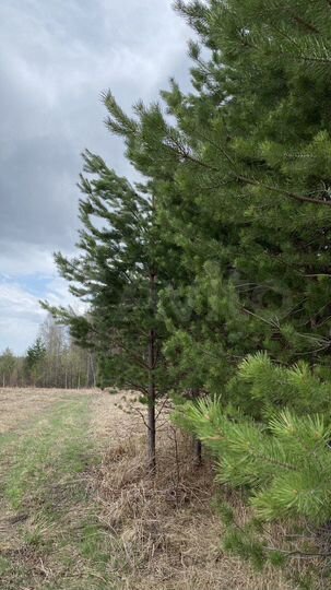 Участок 4,98 га (СНТ, ДНП)