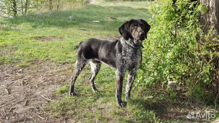 Вязка Курцхаара