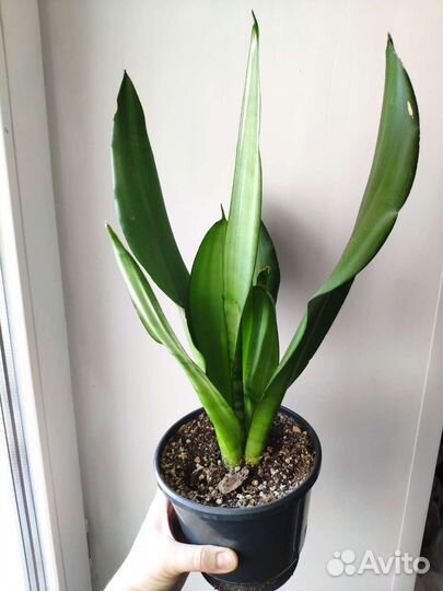 Сансевиерия муншайн