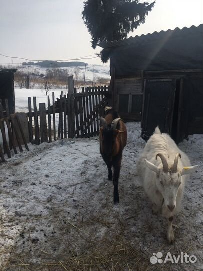 Козел на племя