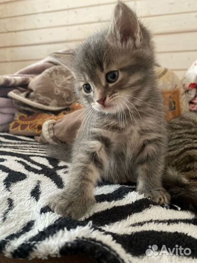 Котята в добрые руки бесплатно