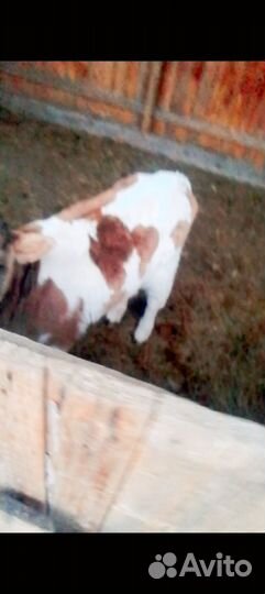 Теленок бычок родился 25 го января