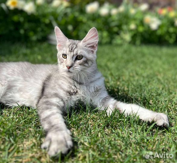 Котята мейн-кун
