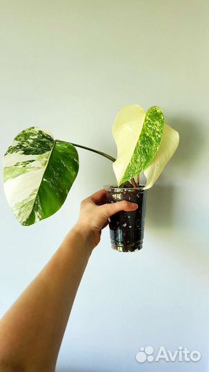 Монстера альба вар