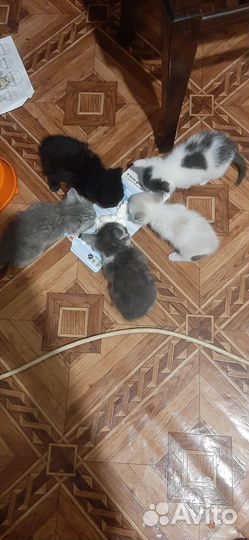 Котята в добрые руки бесплатно