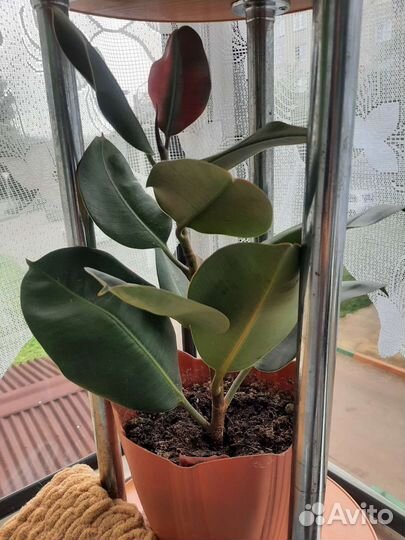 Фикус эластика