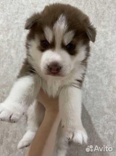 Щенки сибирской хаски