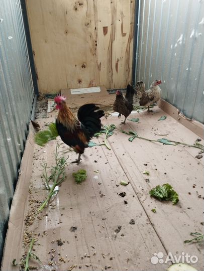 Малазийская серама