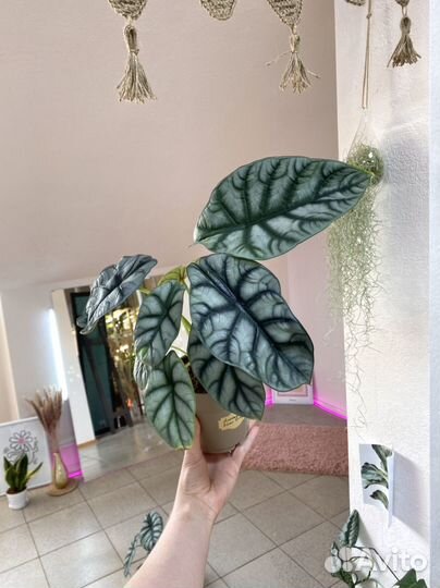 Комнатные растения