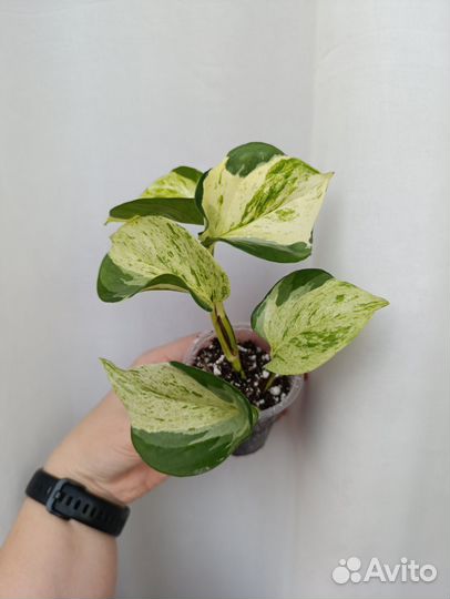 Эпипремнум Happy leaf