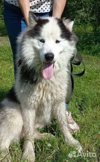 Сэм ищет дом