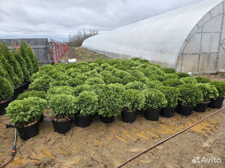 Можжевельник, туя