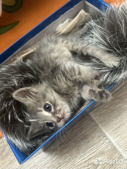 Отдам в добрые руки маленького котенка