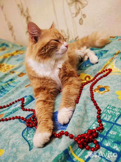 Котик в добрые руки