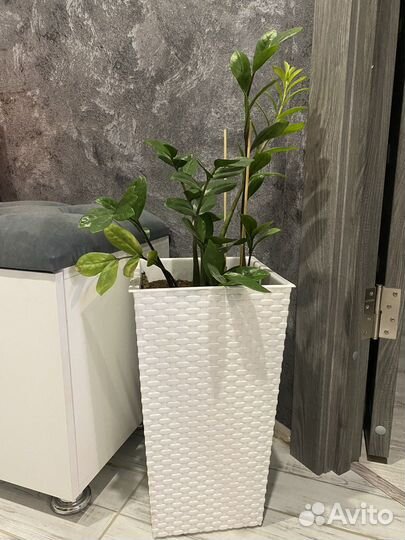 Замиокулькас