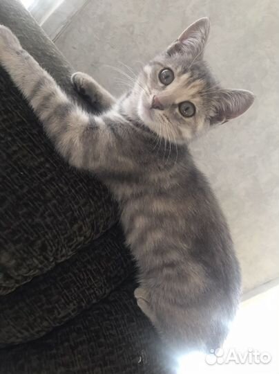 Кошечка в добрые руки бесплатно