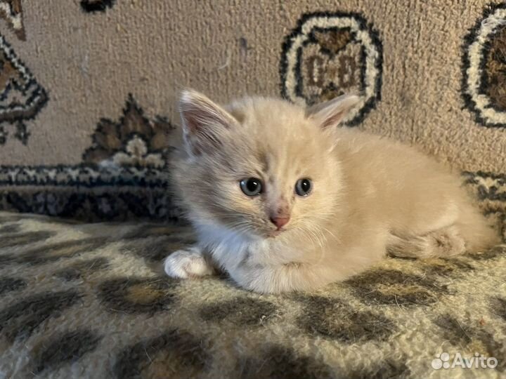 Котята в добрые руки даром