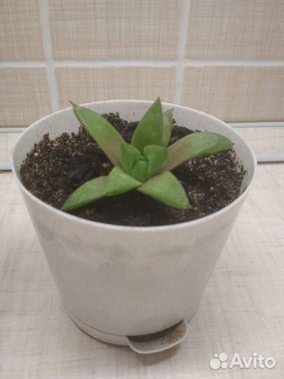 Крассула спрингтайм и хавортия ладьевидная