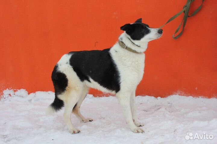 Луша-спокойная и душевная собачка