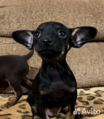 Мини той-терьер