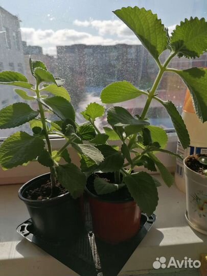 Мята комнатная