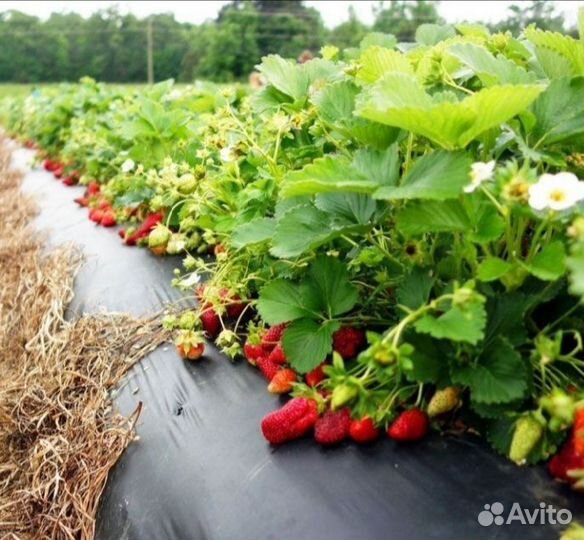 Пленка с отверстиями