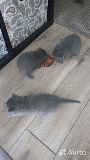 Британские котята