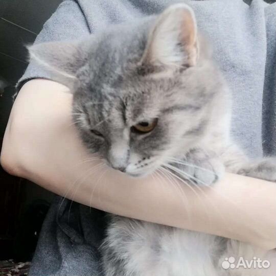 Булочка Нэнси ищет дом