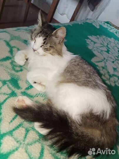 Кошечка в добрые руки