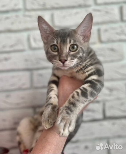 Бенгальские котята редких окрасов