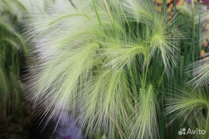 Злаковых делянки,составление композиции,живые