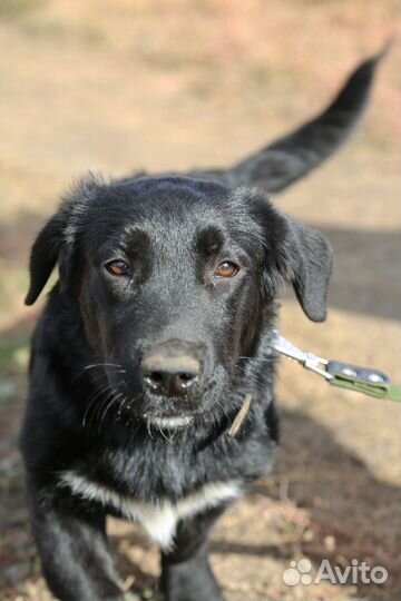 Коротколапая девочка