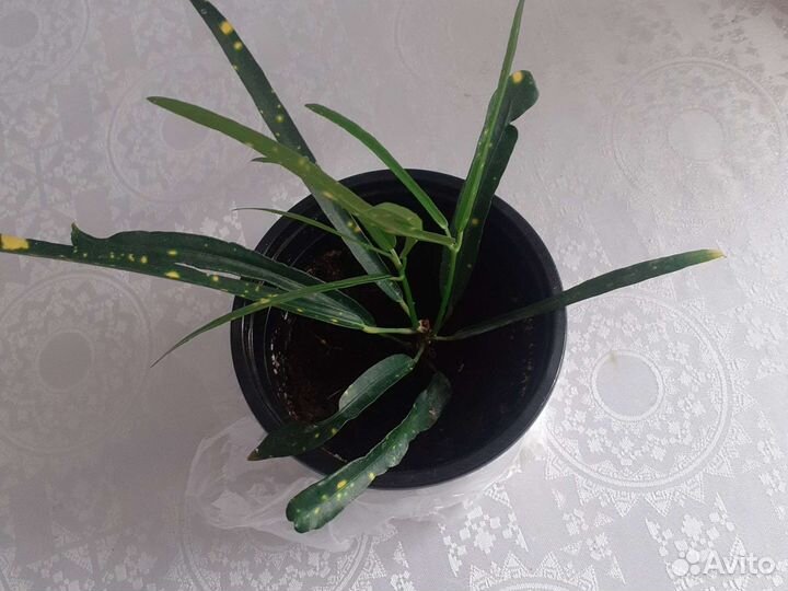 Кротон узколистный Укорененный отросток