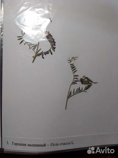 Гербарии без корней