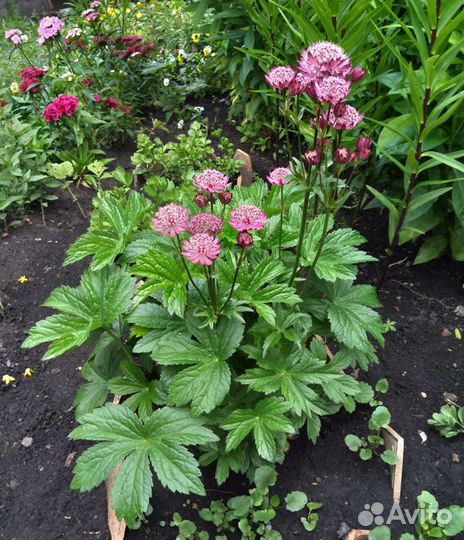 Флоксы, рудбекия и др.многолетние цветы