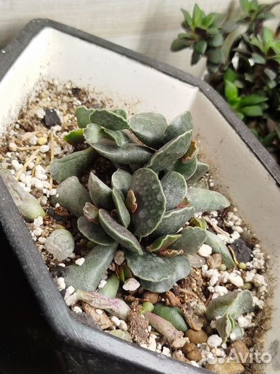 Суккуленты