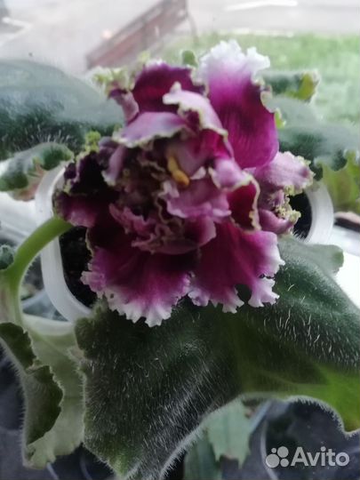 Фиалки цветущие в горшке