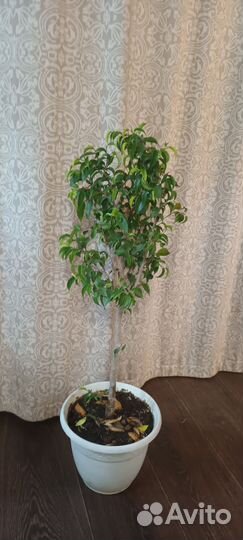 Фикус бенджамина