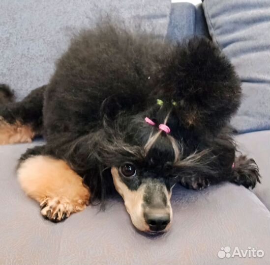 Пудель phantom