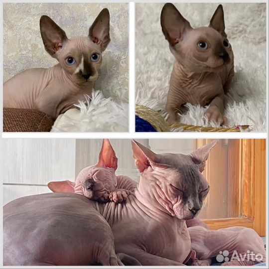 Канадский сфинкс котенок