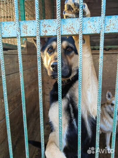 Малышка Рут в добрые руки