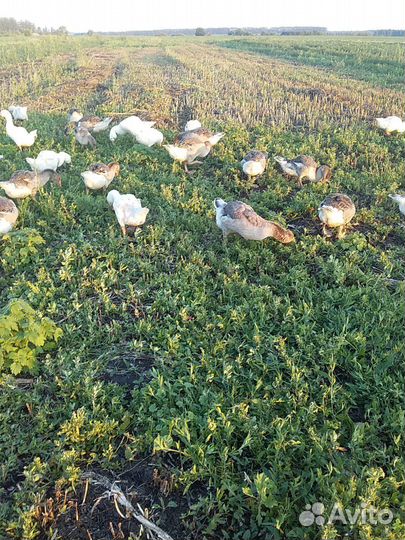 Гуси подрощенные